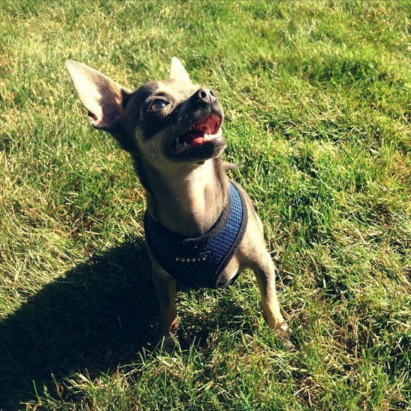 Meet your Posher, Jules - Picture 1 of 1